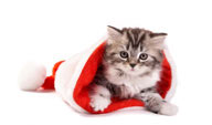 钻在圣诞帽里的猫咪