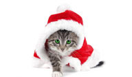 戴着圣诞帽的小猫咪