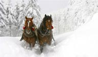 二匹在雪地里拉车的骏马