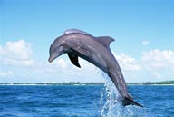 海中生物-碧蓝天空下飞跃的海豚