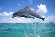 海中生物-两条一起飞跃的海豚