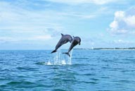 海中生物-两只飞跃的海豚