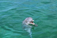 海中生物-水中鸣叫的海豚