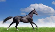 蓝天白云的草原草地上 一匹奔驰的汗血宝马