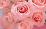 情人节花物语-粉色的玫瑰花朵特写