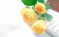 情人节花物语-书本上的黄色玫瑰