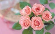 情人节花物语-一束漂亮的粉色玫瑰