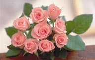情人节花物语-桌面上的玫瑰