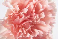 花物语-粉色的康澜馨特写
