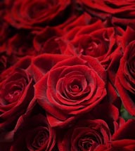 高清情人节元素盛开鲜红的玫瑰花系列