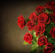 褐色背景底纹上情人节盛开鲜红的玫瑰花系列