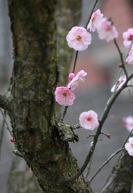 梅花情缘-小巧的粉色梅花