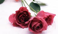 玫瑰鲜花写真桌面壁纸高清图片