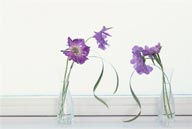 插花物语-漂亮的紫色康兰馨