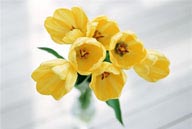 插花物语-木地板上的黄色郁金香