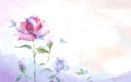 手绘水彩插画春夏盛开的紫红色蔷薇玫瑰花朵花卉装饰