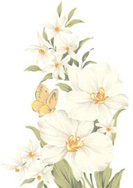 手绘水彩画白色花百合花鲜花和蝴蝶