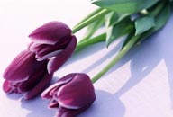 紫色郁金香清新花朵背景高清图片
