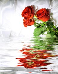 情人节元素漂亮的红色玫瑰花