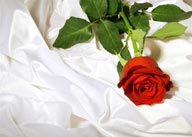 情人节元素白色丝绸上的一支红色玫瑰花