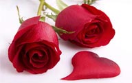 情人节元素玫瑰花红色心形