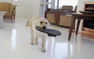 公寓生活-狗含着鞋子