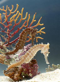 海洋生物-在海洋里两只海马缠绕在珊瑚群里