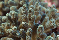 海底生物-海底世界里的布满小花朵像鹿茸形状的珊瑚礁