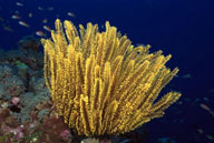 海底生物-海底世界里的黄色撅状海洋生物