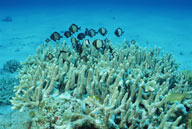 海底生物-海底世界里的鱼穿梭在白色珊瑚礁上