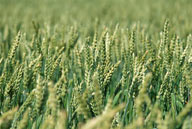 农作物-还未成熟的麦穗特写