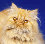 宠物世家-可爱的金色波斯猫