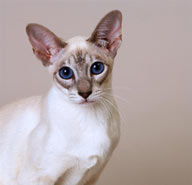 宠物世家-漂亮的蓝色眼睛猫咪