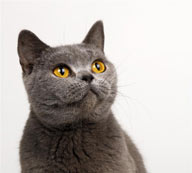 宠物世家-抬头的漂亮灰色猫咪