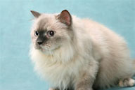 可爱猫咪-白色的波斯猫