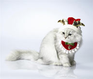 可爱猫咪-带着圣诞帽子的波斯猫