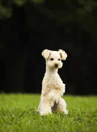 可爱狗狗-草地上站立的狗狗凯利蓝梗