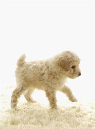 可爱狗狗-地毯上行走的迪泰熊