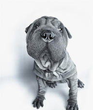 可爱狗狗-灰色的沙皮狗