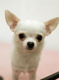 可爱狗狗-可爱的白色狗狗吉娃娃头部特写