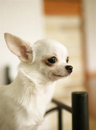 可爱狗狗-张望的白色小狗吉娃娃头部特写