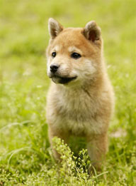 可爱狗狗-张望的小狗日本柴犬