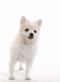 可爱狗狗-张望的雪白狗狗
