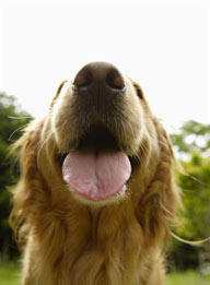 可爱狗狗-张嘴的可爱金毛