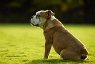 可爱狗狗-坐在草地上的狗狗斗牛梗