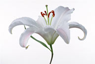 花卉物语-白色百合花侧面