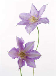花卉物语-两朵漂亮的紫色百合花