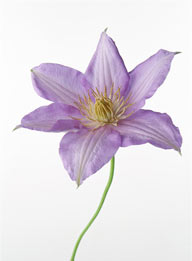 花卉物语-漂亮的紫色百合