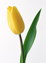花卉物语-盛开的黄色郁金香
