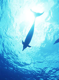 仰视海洋里游动的海豚肚皮